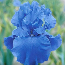 HS Iris Flower Seeds Garden Usa Seller Plants Bearded Iris 25 Seeds Non ... - £6.58 GBP