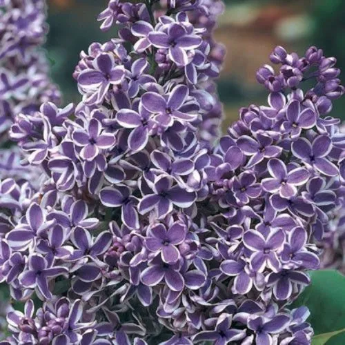 New Fresh 25 Purple White Lilac Seeds Tree Fragrant Hardy Flower - £10.64 GBP