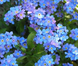 5000 Seeds Blue Forget Me Not for Planting Easy to Grow Wildflower - £15.27 GBP