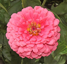 Rose Zinnia Pollinator Giant Hot Pink Flower Coral Fresh Seeds USA - $14.95