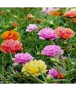 100 Double Mix Moss Rose Seeds Flower Perennial Flowers Seed Easy To Gro... - $17.61 CAD