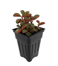 2.5&quot; Pot - Ruby Glow Peperomia Plant - Peperomia graveolens - Easy to Grow! - £37.54 GBP