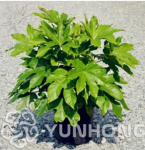 Ornamental Plant Fatsia Japonica Seed 10 Seeds Family Araliaceae Japanese Aralia - $7.98