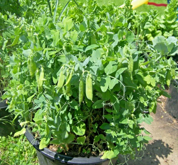 50+Sugar Pod Snow Peas Seeds Organic Spring Fall Vegetable Container Easy Fresh - £6.37 GBP