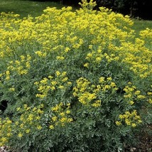 THJAR Rue 100 Seeds (Ruta Graveolens) Heirloom Herb-Of Grace Non Gmo Open Pollin - £15.34 GBP