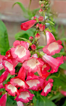 Pink Penstemon 100 Seeds Penstemon Hartwegii Beardtongue - £4.34 GBP