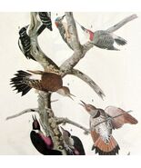 Five Woodpecker Types Bird 1946 Color Art Print John James Audubon Natur... - €34,13 EUR