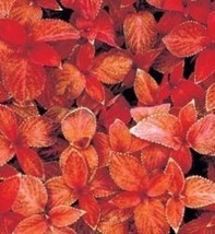 50 Coleus Wizard Sunset Shade Loving Flower Seeds Long Lasting Annual Gift - £13.49 GBP