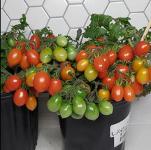 THJAR Hardin&#39;s Miniature - Micro Dwarf Tomato 12 Seeds (Read) - $87.81 MXN