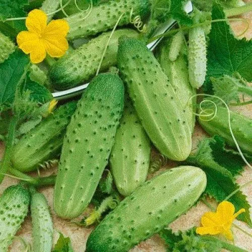 cucumber CAROLINA CUCUMBER Pickling 28 Seeds - $5.52