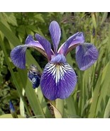 Blue Flag Iris  (Iris versicolor) Aquatic Pond Live Plant  SUPER PRICE!!... - $19.00 CAD