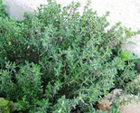 Eutrochium Joe Pye Weed 20 Seeds 100 Seed/Packseeds 1000 thyme (thymus v... - $5.30