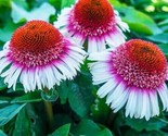 Strawberry &amp; Cream Coneflower 50 Pure Seeds Echinacea Flower Perennial F... - £4.79 GBP