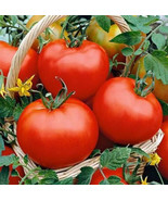 KBS 50 Seeds Floradade Tomato Juicy Tomatoe Vegetable Edible Food Home G... - $11.12