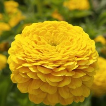 New 50 Golden Yellow Giant Zinnia Seeds Largest Giant Zinnias Zinnia Ele... - £8.55 GBP