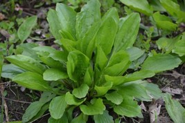 Seeds 250 Plantain Herb Plantago Major Medicinal Perennial Heat Tolerant - £5.56 GBP