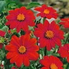 50 Seeds Sunflower- Mexican Red- Tithonia Speciosa - $8.50