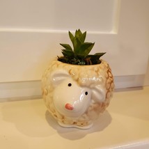 Sheep Planter Pot with Succulent, Star Cactus, Haworthia Retusa, Animal Planter