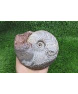Rare Harpoceras Ammonite Fossil - Jurassic Morocco - Toarcian Era Ammoni... - $123.75