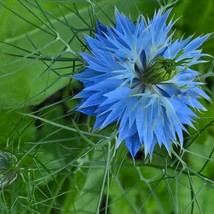 Best USA Seller Love-In-A-Mist Mixture Of White Blue With Singles And Doubles 25 - £10.57 GBP