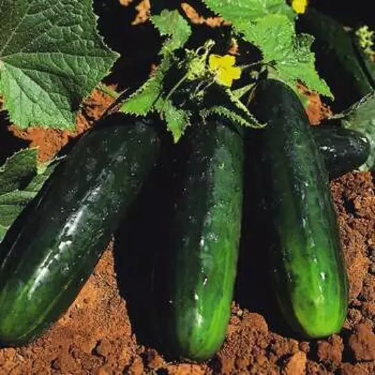 USA Seller Fresh20 Spacemaster Cucumber Seeds Compact And Delicious - $12.98