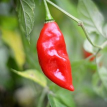 Hot Paper Lantern Pepper Seeds Pack Of 10 US Fast Shipping - $3.99