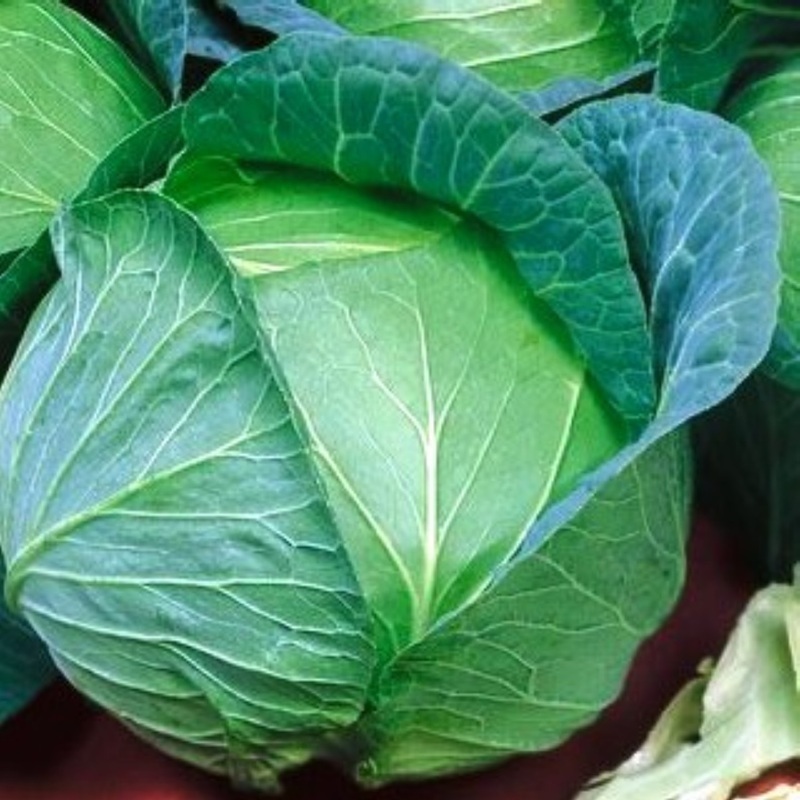 Cabbage Seeds Danish Ballhead Cabbage Seeds Cabbages 100Ct New Fresh US ... - $10.08