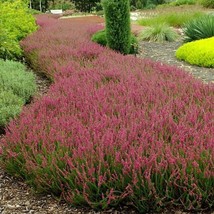 Fast Ship USA Seller Scotch Heather Groundcover Seeds Calluna Vulgaris 50 Seeds - £12.07 GBP