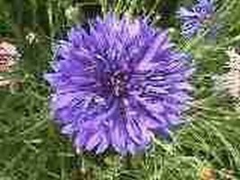 Berynita Store Cornflower (Centaurea Cyanus ) Blue 200 Seeds - £7.27 GBP