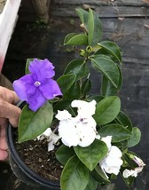 Brunfelsia Yesterday, Today, Tomorrow Color Changing Fragrant Flowers LivePlant - £69.97 GBP