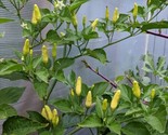 Tabasco Pepper Seeds 20 Seeds Hot Chili Pepper Non-Gmo Fast Shipping - $8.99
