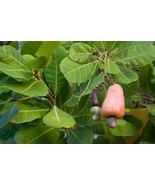 Daun Jambu Mete Bubuk (Powder cashew leaves), 80 Gram - $409.22 MXN
