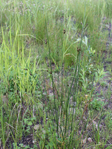 Juncus Balticus 2000 Seeds for Planting - Baltic Rush Perennial Rhizome ... - $17.00