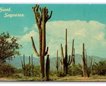 Giant Saguaro Cactus UNP Unused Chrome Postcard C20 - £2.32 GBP
