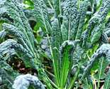 200 Seeds Lacinato Kale Seeds Tuscan Italian Dinosaur Kale  Non Gmo - £7.52 GBP
