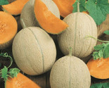 50 Hearts Of Gold Melon Seeds Fast Shipping - £7.22 GBP