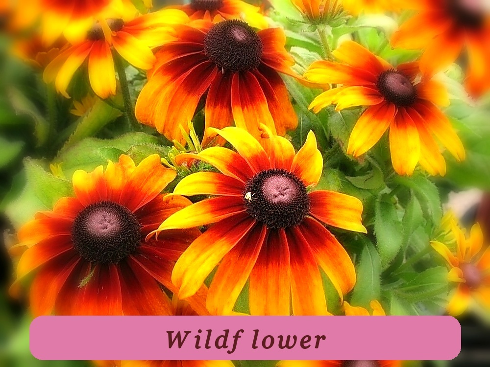 2001+Gloriosa Daisy Seeds Fast Germination Native Wildflower Deer Proof ... - $4.86