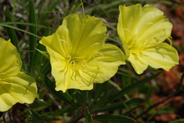 125 Seeds Primrose Missouri Ozark Sundrop Yellow Heirloom Seeds Fast Growth Inst - £6.61 GBP