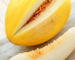 Crenshaw Sweet Melon Cucumis Melo Heirloom 40 Seeds - $8.99