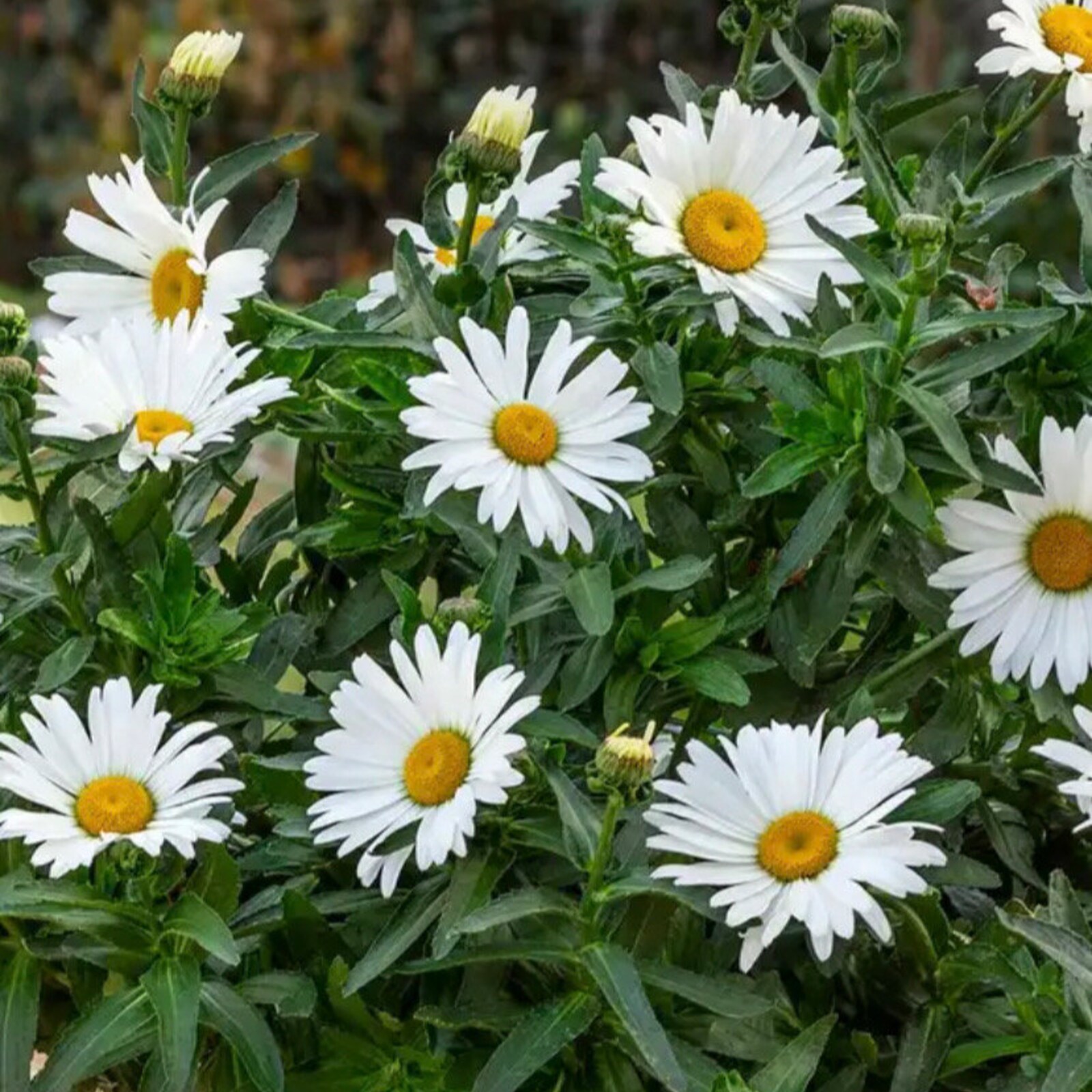 Daisy Shasta daisy white 100+ Flower Seeds Fresh Gardening - $11.55