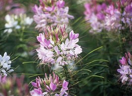 Cleome Spider Plant Flower Seeds 100+ Annual Pink White Blossoms   From US - £5.69 GBP