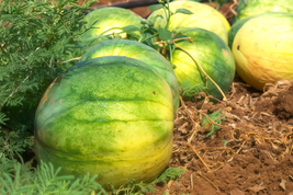 50 Big Tasty Seedless Watermelon Seeds, Sweet Juicy Fruit, Summer Melon ... - €11,11 EUR
