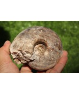 Fagesia Ammonite Fossil – Rare Nautilus Form – Cretaceous Era – Morocco - $834.73 MXN
