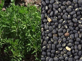 100 Seeds Organic Black Lentil Non-GMO Great For Growing Sprouts! - £10.38 GBP