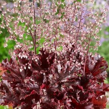 Heuchera Heuchera Micrantha Melting Fire 20 Seeds Fresh Seeds - $10.98