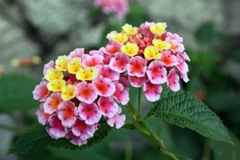 Lantana, Mixed Colors - Exotic Flower, 100 Seeds D - £11.33 GBP