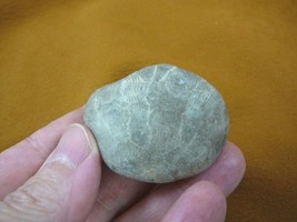(F831-213) 1-3/4&quot; unpolished Petoskey stone fossil coral specimen MI state rock - £11.98 GBP