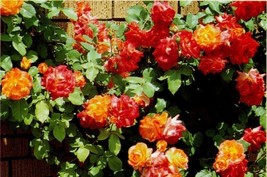 Josephs Coat Climbing Rose Seeds 10 Pack~Germination Instructions IncludedFrom U - £6.59 GBP