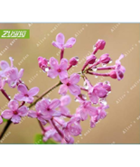 60Pcs Lilac Flowers Syzygium Aromaticum Flower Bonsai Plants Natural Gre... - $14.90