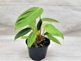 Rare Philodendron Fuzzy Petiole,Rare Philodendron In 3&quot; Pot Rooted Live Plant - £13.58 GBP